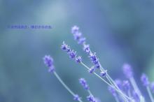 醉相思歌词:风吹云儿走